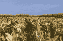 黄岩玉米种植基地有哪些