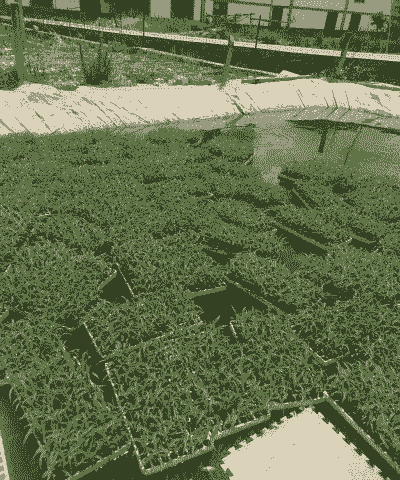 水果玉米种植要催芽吗