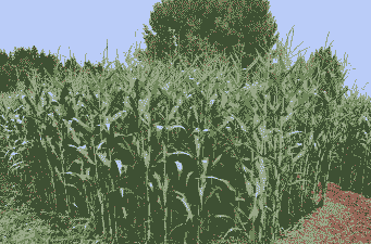 南美洲玉米种植季节