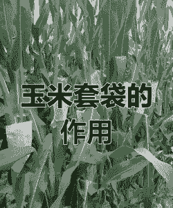 袋装玉米种植条件是什么