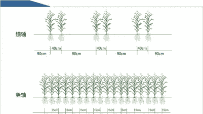 玉米种植排水坡度是多少