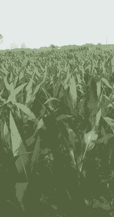 玉米种植什么苗最好呢