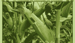 适宜曲靖种植的玉米种