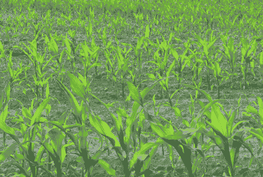 潢川玉米种植面积多大亩