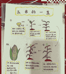 玉米种植方法小结怎么写