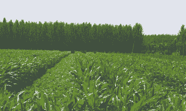 宁阳有什么玉米种植基地