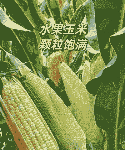 水果甜糯玉米种植技术