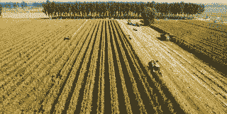 孝义市玉米种植面积