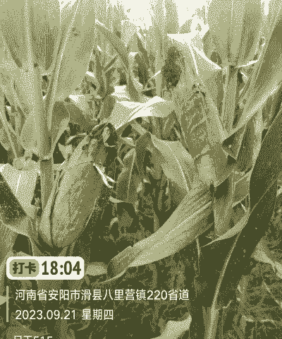 夏播适合种植的玉米种