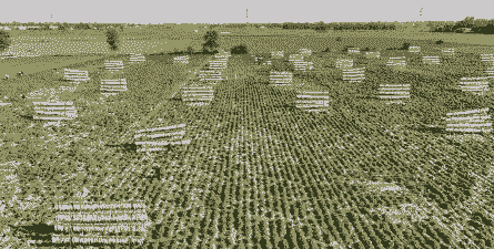 禹州市玉米种植面积