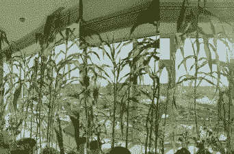 阳台玉米种植间隔多少米