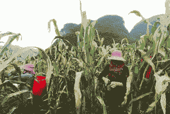 贵州省玉米种植季节