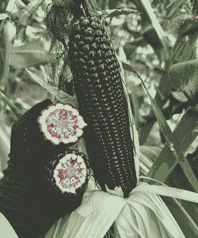 适合湖北种的玉米种植