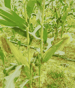 水果玉米种植规模有多大