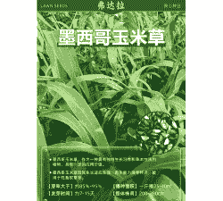 墨西哥种植玉米种子价格