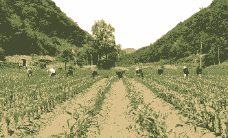 巴东县玉米种植面积