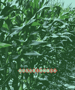 东北甜玉米种植区域在哪