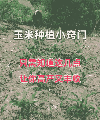 山头怎么选玉米种植方法