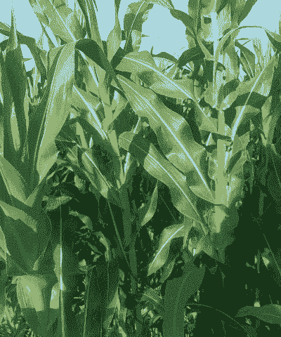 种植什么玉米种才高产