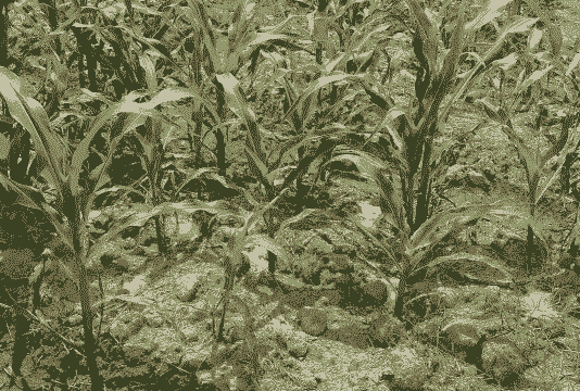 玉米种植后可以追肥吗