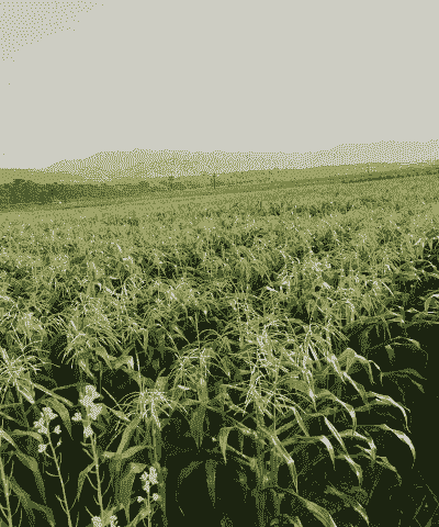 云南适合的玉米种植地区