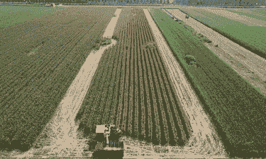 河南玉米种植在哪个区域