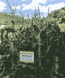 福建玉米种植农户名单