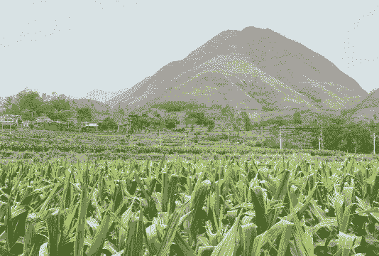 云县玉米种植基地在哪里