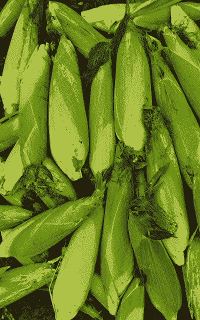 青冈有多少玉米种植户