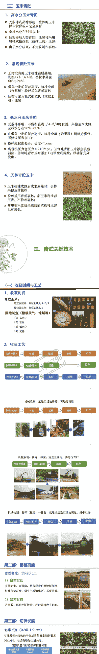 青储玉米种植技术讲解