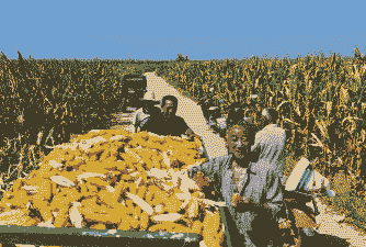 淅川县玉米种植面积