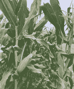 荥阳市玉米种植面积