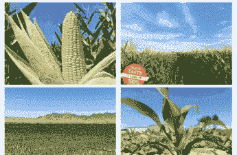 呼市地区玉米种植面积