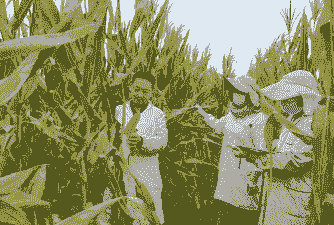 滨州玉米种植特色有哪些