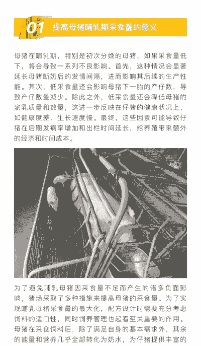 母猪产后用什么养料好呢