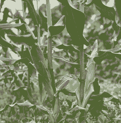 玉米种植海南哪里好种