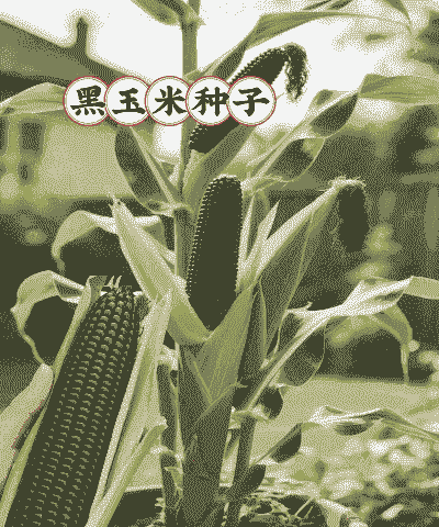 黑玉米种植几月份