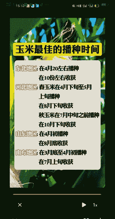 玉米种植多少天可以采摘