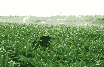 玉米种植需要浇水吗农村