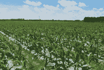 东北粘糯玉米种植地区