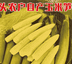 广西横县本地玉米种植时间