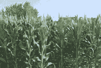 山西武乡春玉米种植面积