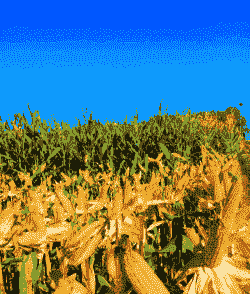 新疆玉米种植在哪里最多