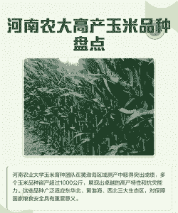 河南种植玉米种品种介绍