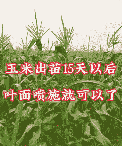 小米玉米种植成本多少