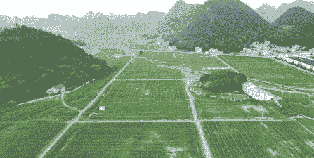 安龙县玉米种植面积