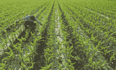 小玉米种植全过程