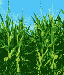 吉林玉米种植面积多大了