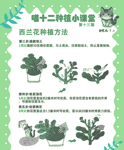 西兰花玉米种植前景如何