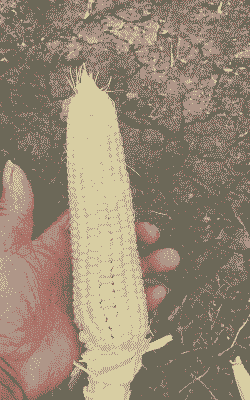 潮阳玉米种植面积多大亩